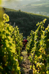 Domaine Gerin Northern Rhône 6-pack Pre-order