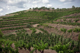 Cal Batllet Priorat Discovery 6-pack