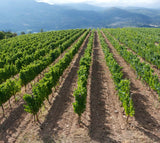 6x A Coroa Godello 2024