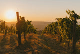 This Is WineSpark - Heatwave Edition