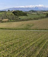 Tiberio Abruzzo 6-pack