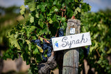 Spectacular Syrah & Shiraz Six