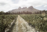 6x Metzer Family Cabernet Sauvignon 2022