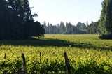 6x Pandolfi Price Los Patricios Chardonnay 2022