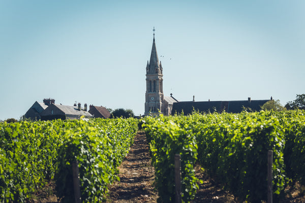 Discover the Loire Valley - a goldmine of French whites