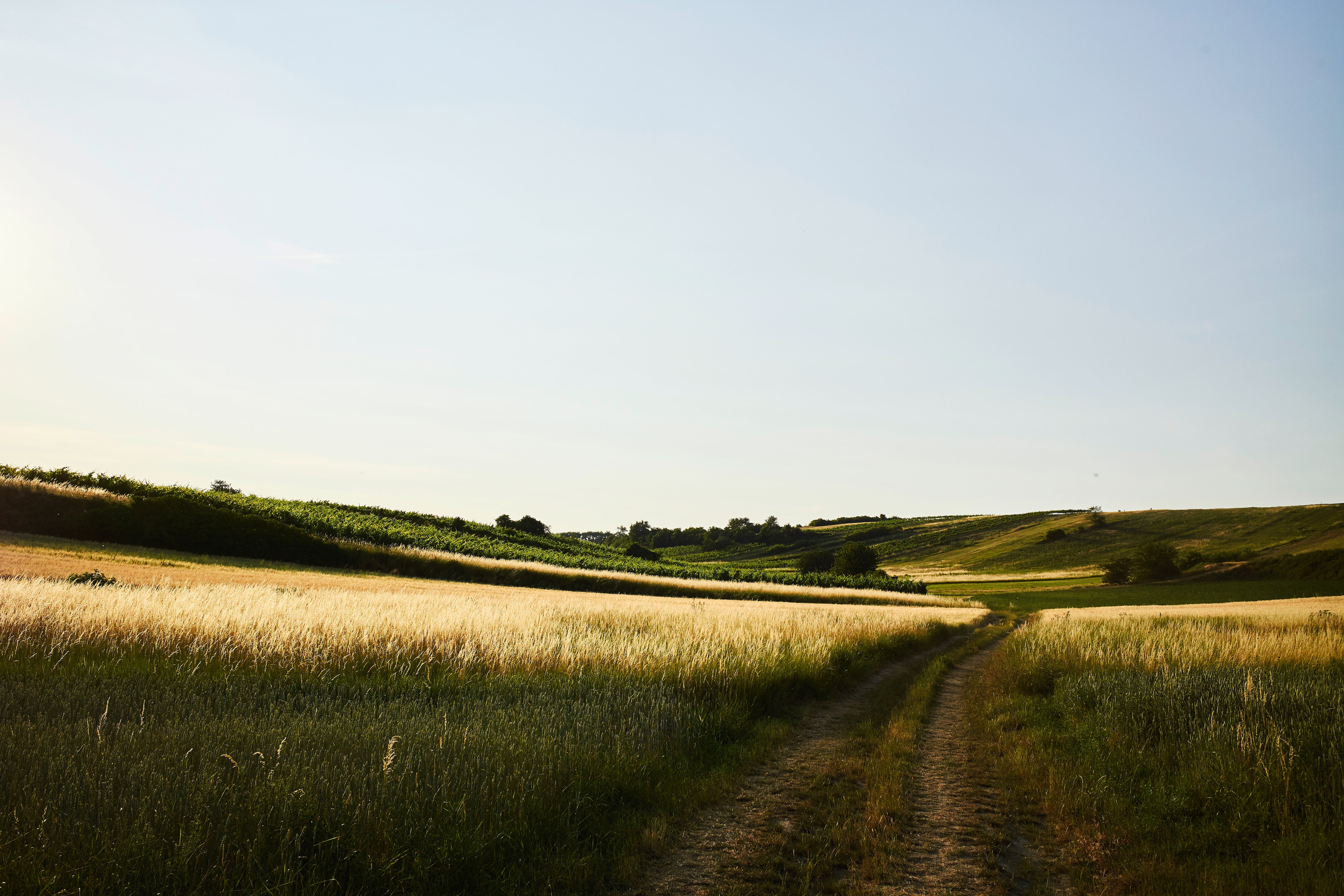 Bergsig Making wine more sustainable โ WineSpark