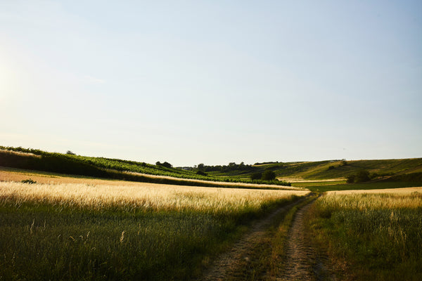 Making wine more sustainable