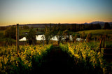 6x Pandolfi Price Los Patricios Chardonnay 2022