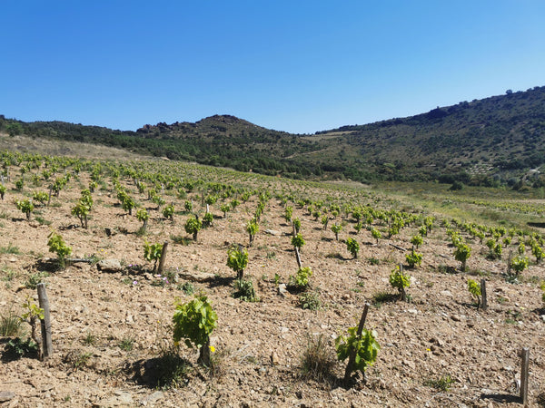Domaine Boucabeille 6-pack Pre-order