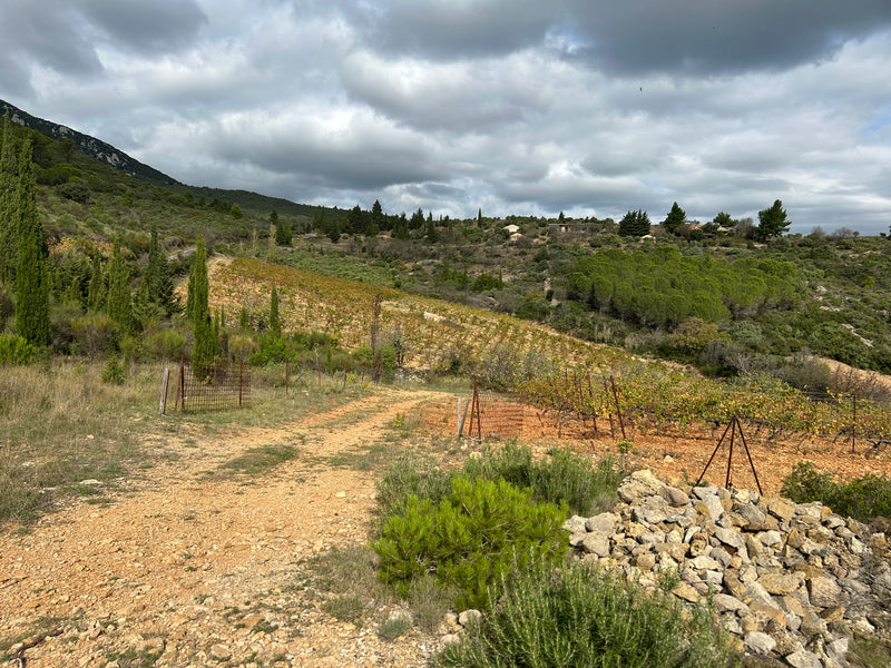 Domaine Jones Old Vines Collection