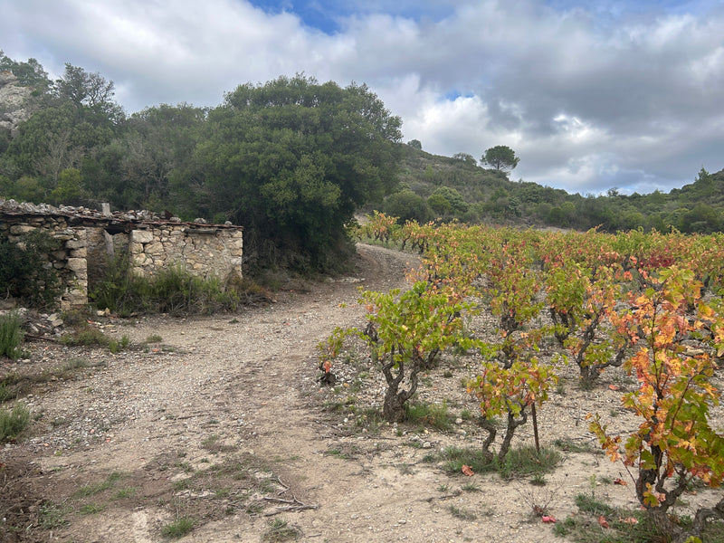 Domaine Jones Old Vines Collection