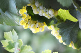 6x Pandolfi Price Los Patricios Chardonnay 2022