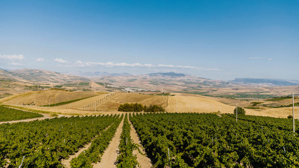 6x I Filari Nero D'Avola 2020