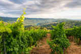 Aba Solleira Ribeira Sacra 6-pack