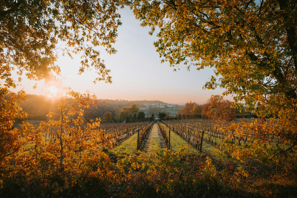 Autumn Favourites 6-pack